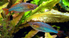 Радужница Неоновая (Melanotaenia Praecox)