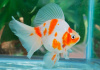Риукин сакура короткохвостый (Goldfish Ryu1
