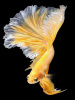 Петушок Халф Мун золотой самец( Betta male Halfmoon gold)