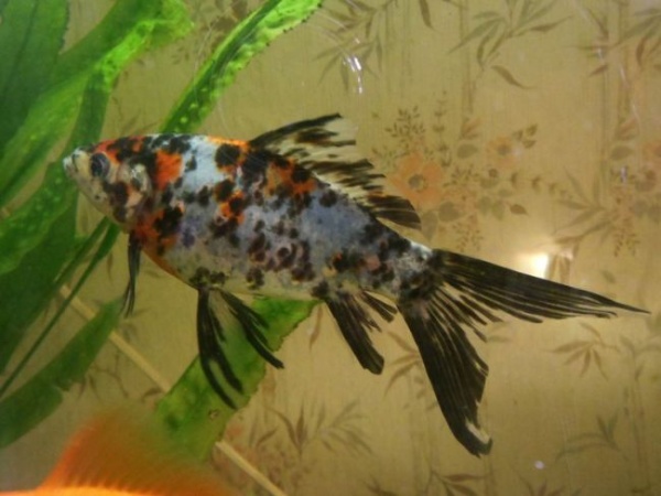 Золотая рыбка Комета ситцевая (Goldfish comet calico)