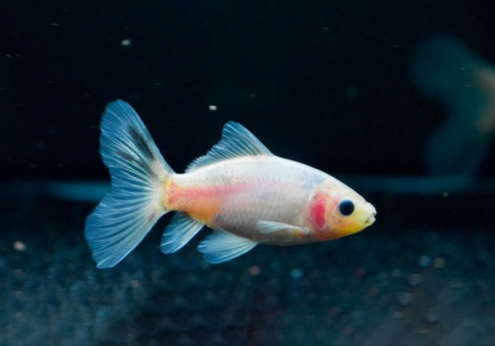Золотая рыбка Шубункин бристольский белый (Goldfish Bristol Shubunkin white)