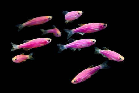 Данио рерио Глофиш розовый (Danio rerio glofish)