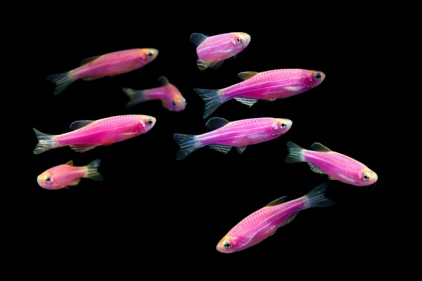 Данио рерио Глофиш фиолетовый (Danio rerio glofish)