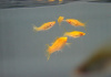 Моллинезия оранжевая альбино парусный (Poecilia velifera Gold Molly sailfin)