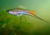 Меченосец Геллера кои красноглазый (Xiphophorus helleri Koi Red Eye)