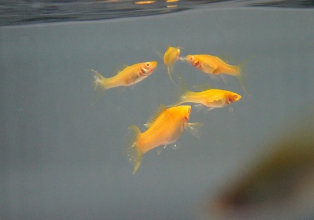 Моллинезия оранжевая альбино парусный (Poecilia velifera Gold Molly sailfin)