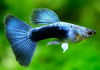 Гуппи синий бриллиант (Guppy Blue Diamond)