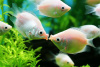 Гурами целующийся (Helostoma temminkii) 5 см