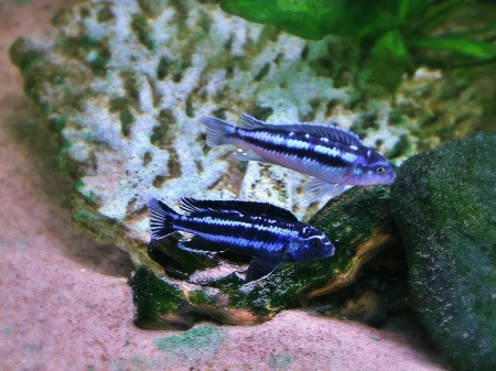 Цихлида Меланохромис Майнгано (Pseudotropheus cyaneorhabdos)