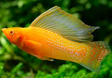 Моллинезия оранжевая парусный (Poecilia velifera orange Molly sailfin)