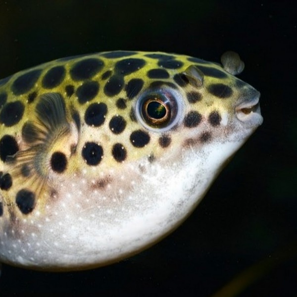 Тетрадон зеленый (Tetraodon fluviatilis)