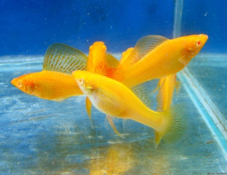 Моллинезия оранжевая альбино парусный (Poecilia velifera Gold Molly sailfin)