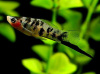 Меченосец Геллера тигровый (Xiphophorus helleri Tiger)