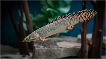 Полиптерус Орнатипиннис (Polypterus ornatipinnis) 15-16 см
