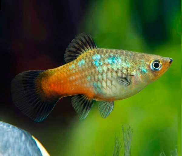 Пецилия радужный закат (Xiphophorus maculatus Sunset Rainbow Platy)