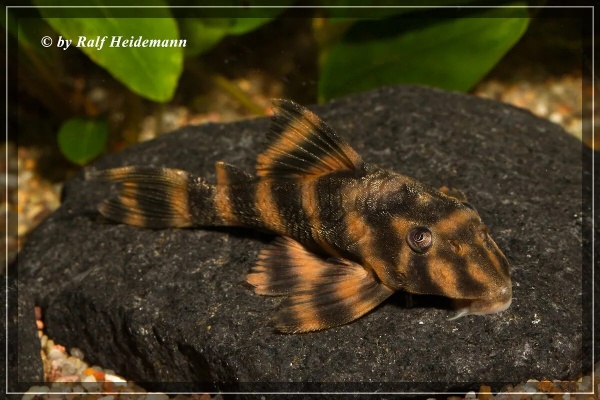 Пеколтия Рио Токантис L080 сом (Peckoltia sp. L080) 3,8 см 