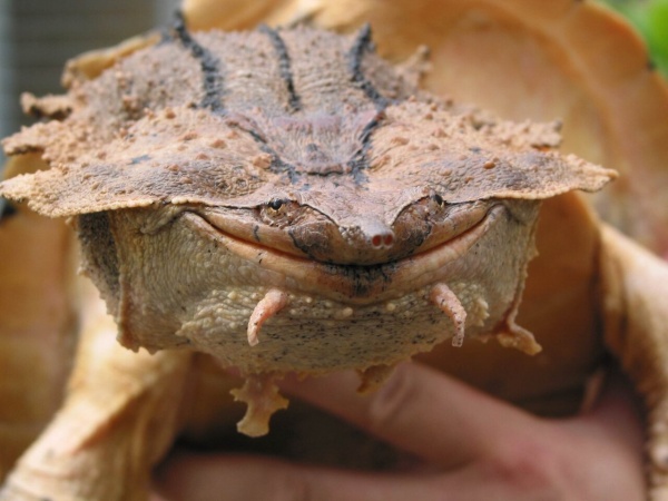 (Черепаха Мата Мата Chelus fimbriata)  7-8 СМ ПО ПАНЦИРЮ.