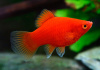 Пецилия красная (Xiphophorus maculatus red Platy)