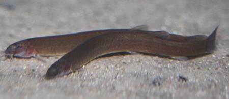Акантофтальмус Блэк Яванский (Acanthophthalmus Pangio oblonga ) P.javanicus)