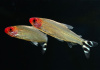 Родостомус, Тетра красноносая  (Hemigrammus rhodostomus, Hemmigrammus bleheri)