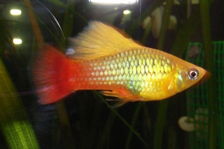 Пецилия золотой попугай  (Xiphophorus maculatus sunset sailfin)