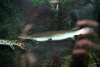Щука Тупорылый Панцирник  (Lepisosteus platostomus) 9-11 см