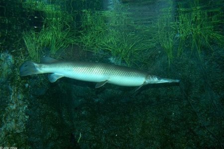 Щука Тупорылый Панцирник  (Lepisosteus platostomus) 9-11 см