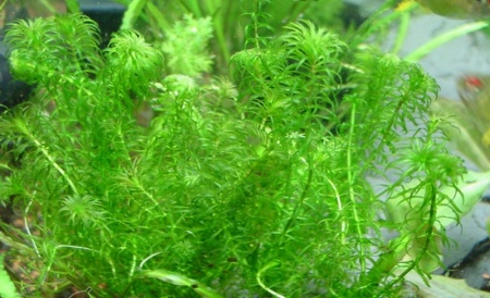 Эгерия найас (Egeria Najas Submerse)