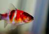Золотая рыбка Шубункин ситцевый( Goldfish Shubunkin calico)
