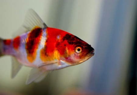Золотая рыбка Шубункин ситцевый( Goldfish Shubunkin calico)