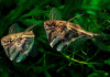 Карнегиелла мраморная (Carnegiella strigata)