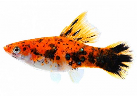 Меченосец Геллера трехцветный (Xiphophorus helleri Tricolor)