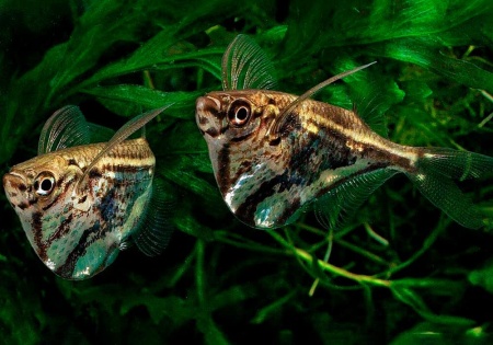 Карнегиелла мраморная (Carnegiella strigata)