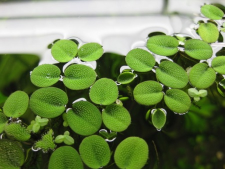 Сальвиния Плавающая  (Salvinia)