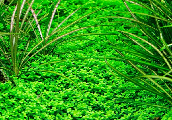 Хемиантус Куба каллитрихоидес (Hemianthus callitrichoides Cuba)