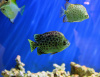 Аргус пятнистый краснолобый (Scatophagus argus atromaculatus)
