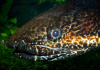 Полиптерус Орнатипиннис (Polypterus ornatipinnis) 15-16 см