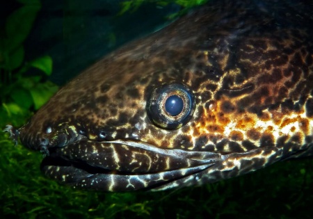 Полиптерус Орнатипиннис (Polypterus ornatipinnis) 15-16 см