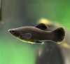 Моллинезия черная  (Poecilia sphenops Black Molly)