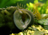 Анциструс обыкновенный  (Ancistrus dolichopterus) сом - присоска. 2,5-2,8 см