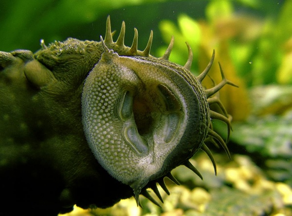 Анциструс обыкновенный  (Ancistrus dolichopterus) сом - присоска. 2,5-2,8 см