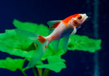 Золотая рыбка Комета красно-белая (Goldfish Comet red-white)