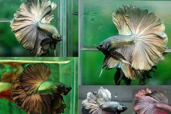 Петушок Халф Мун медный самец (Betta male Halfmoon Copper)