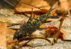 Лабео арлекин  конголезский (Labeo cyclorhynchus)