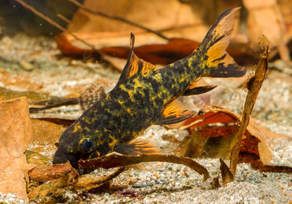 Лабео арлекин  конголезский (Labeo cyclorhynchus)