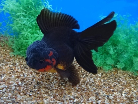 Оранда черная (Goldfish Oranda black) 10-12 см