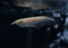 Арована Южноамериканская альбинос (Osteoglossum bicirrhosum albino) 10-12см
