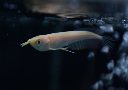 Арована Южноамериканская альбинос (Osteoglossum bicirrhosum albino) 10-12см