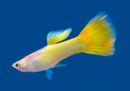 Гуппи желтый (Guppy Yellow)
