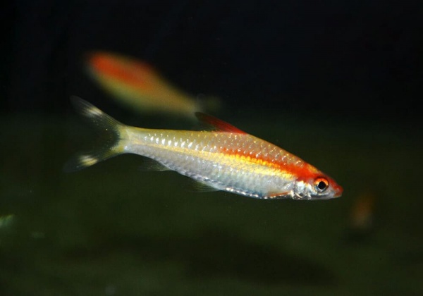 Барбус денисони золотой (Barbus denisonii gold)